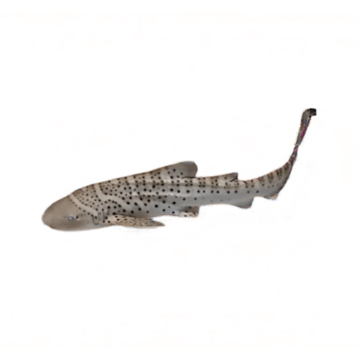 Zebra Shark